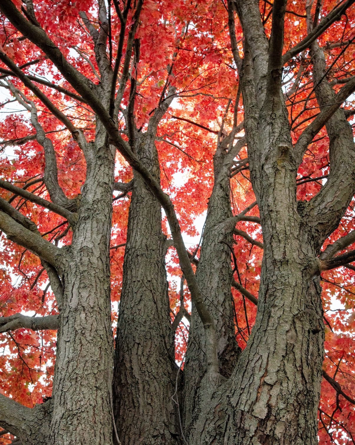 125-year-old maple tree in Utah’s Ogden Valley
